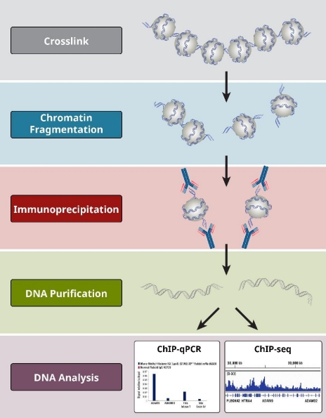 ChIP-seq