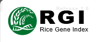 RGI水稻基因数据库